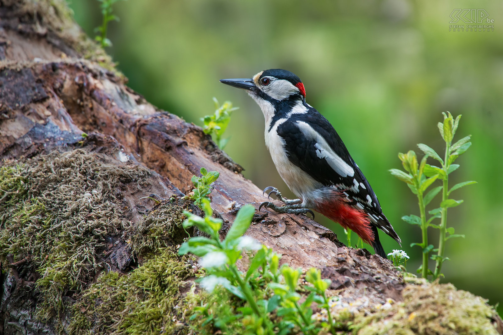 Vogels - Grote bonte specht Mannelijke grote bonte specht (Great spotted woodpecker/Dendrocopos major). Het mannetje heeft een rode vlek op het achterhoofd, het vrouwtje heeft een geheel zwarte kruin. Stefan Cruysberghs